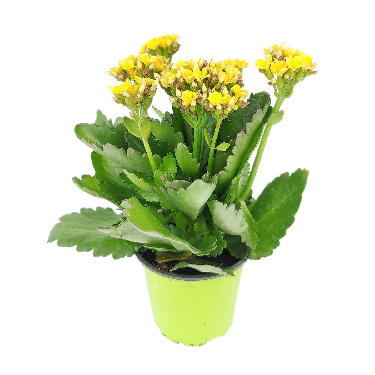 Kalanchoe blossfeldiana Calandiva Yellow, best flowering houseplant, gift plant ideas, easy to care for colorful houseplant, best place to buy house plants