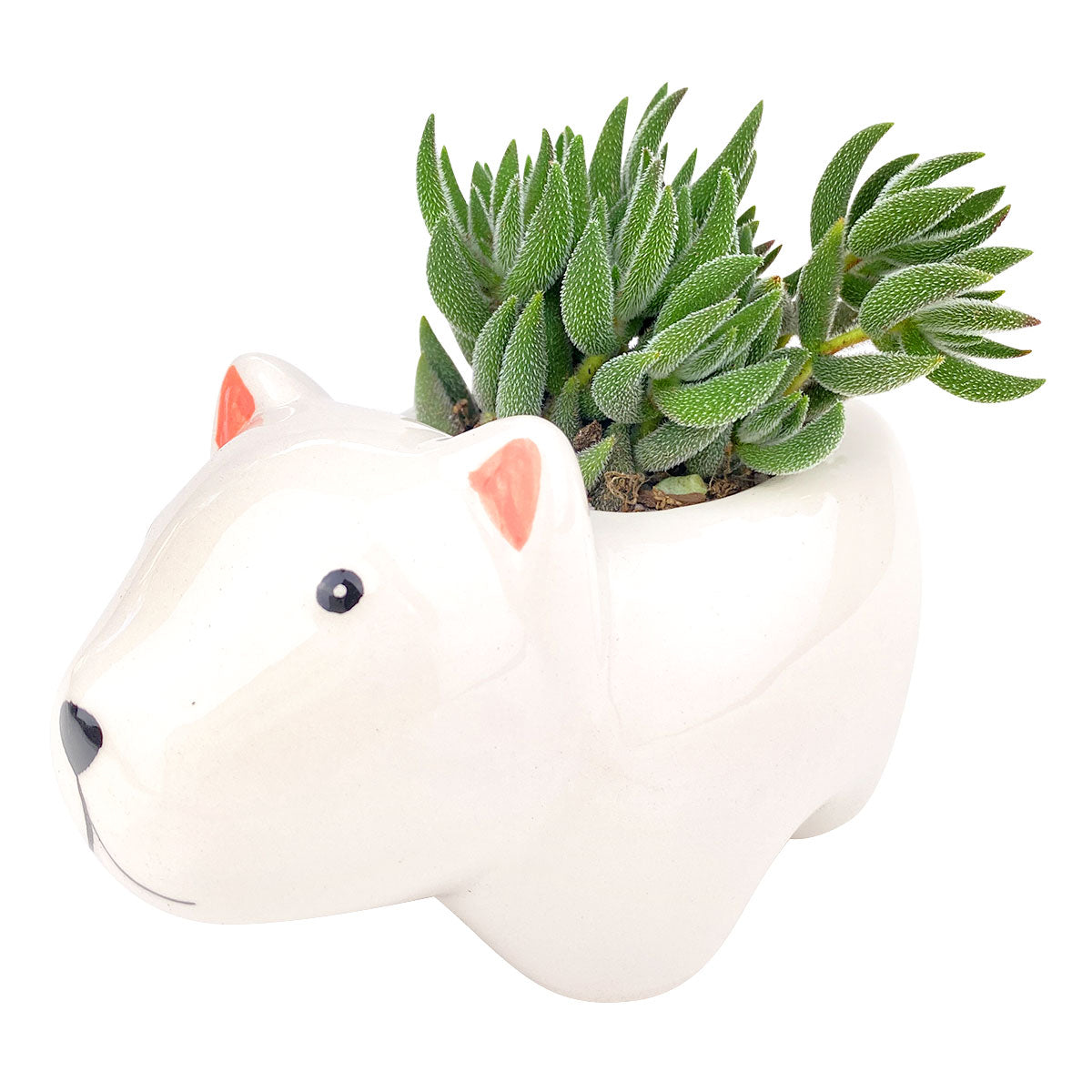 Ceramic Polar Bear Pot for sale, Cute Ceramic Succulent Pot, Polar Bear Planter Decor, Craft Supplies, Succulent Gift Ideas, Polar Bear Succulent Pot