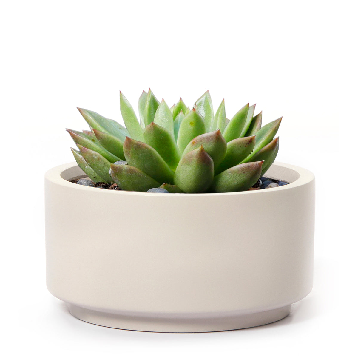 gray cream pot, ceramic pot for succulent, 7 inch gray cream fiberstone ceramic pot, pot for large succulent, fiberstone pot, pot for indoor plant