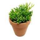 How to grow Dancing Bones, rare succulents, rare succulents for sale, unique succulents, buy succulents online, rare succulent, succulent shop, unusual succulents, succulent store, succulents online