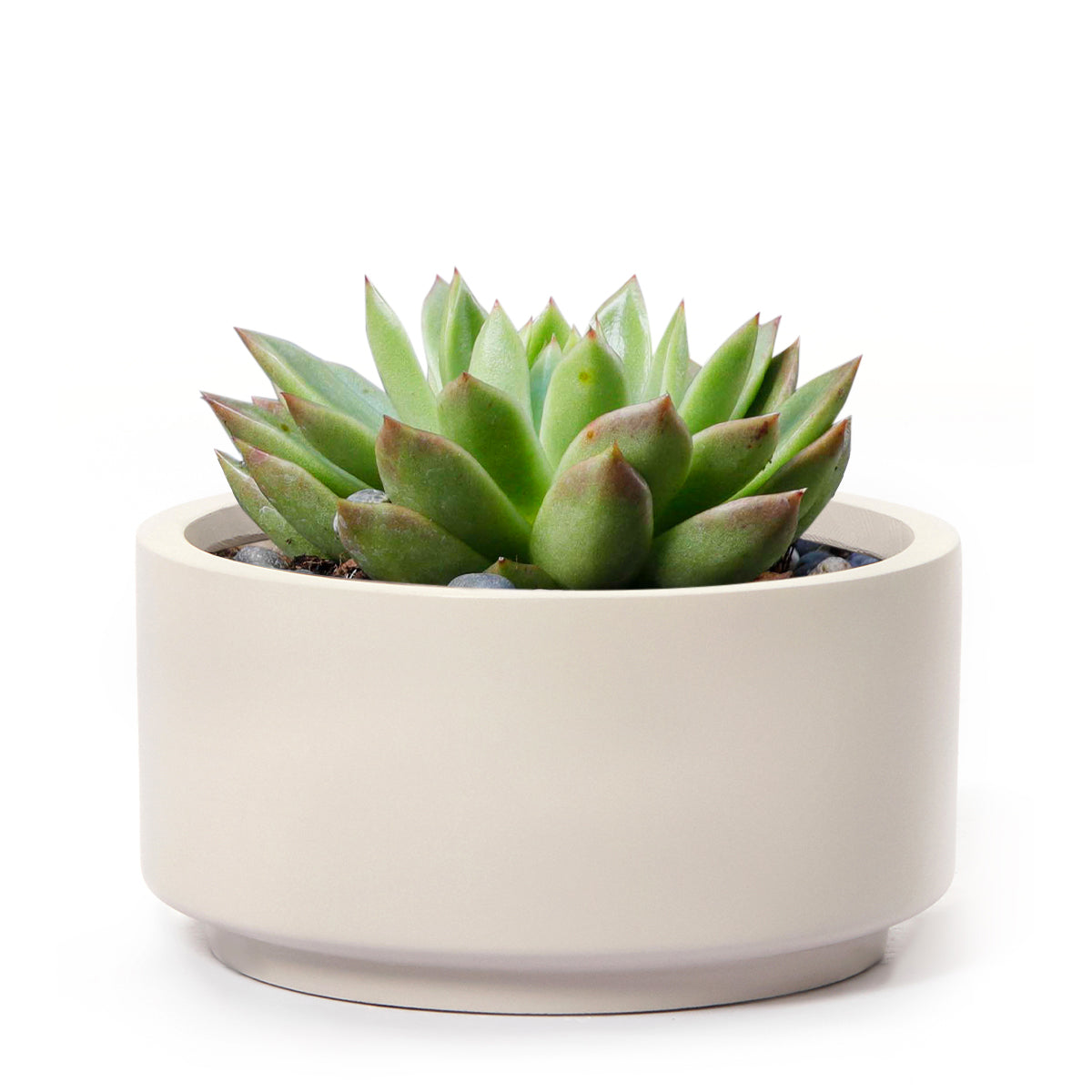 large pot for succulent, fiberstone pot, ceramic pot, pot for indoor plant, 8.75 inch Gray Cream Fiberstone Ceramic Pot