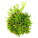 How to grow Dancing Bones, rare succulents, rare succulents for sale, unique succulents, buy succulents online, rare succulent, succulent shop, unusual succulents, succulent store, succulents online