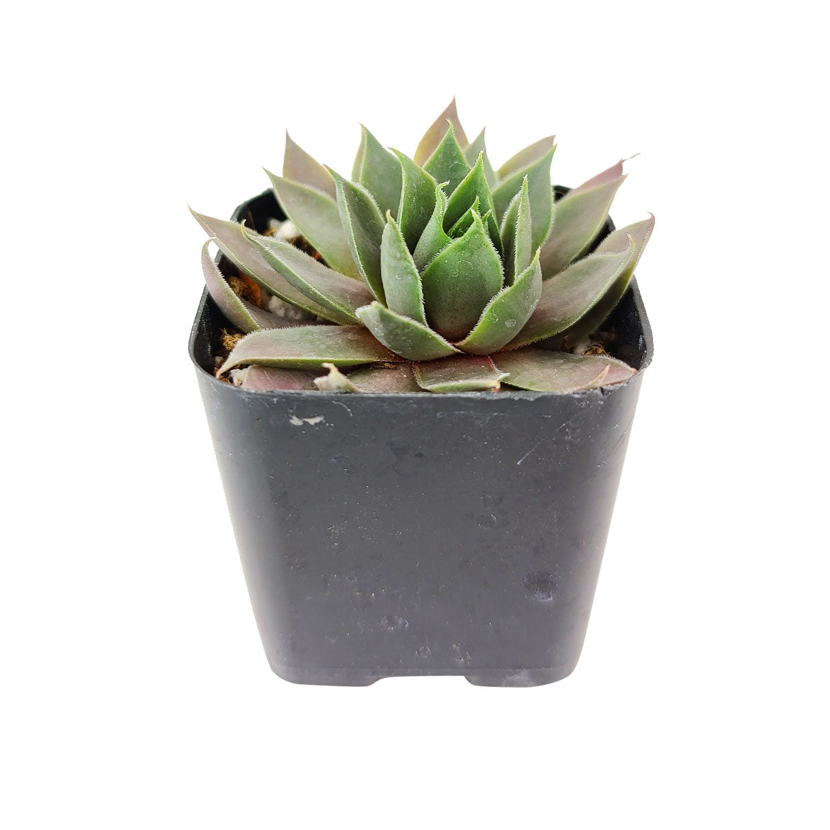 pink flamingo succulent Sempervivum Pink Flamingo