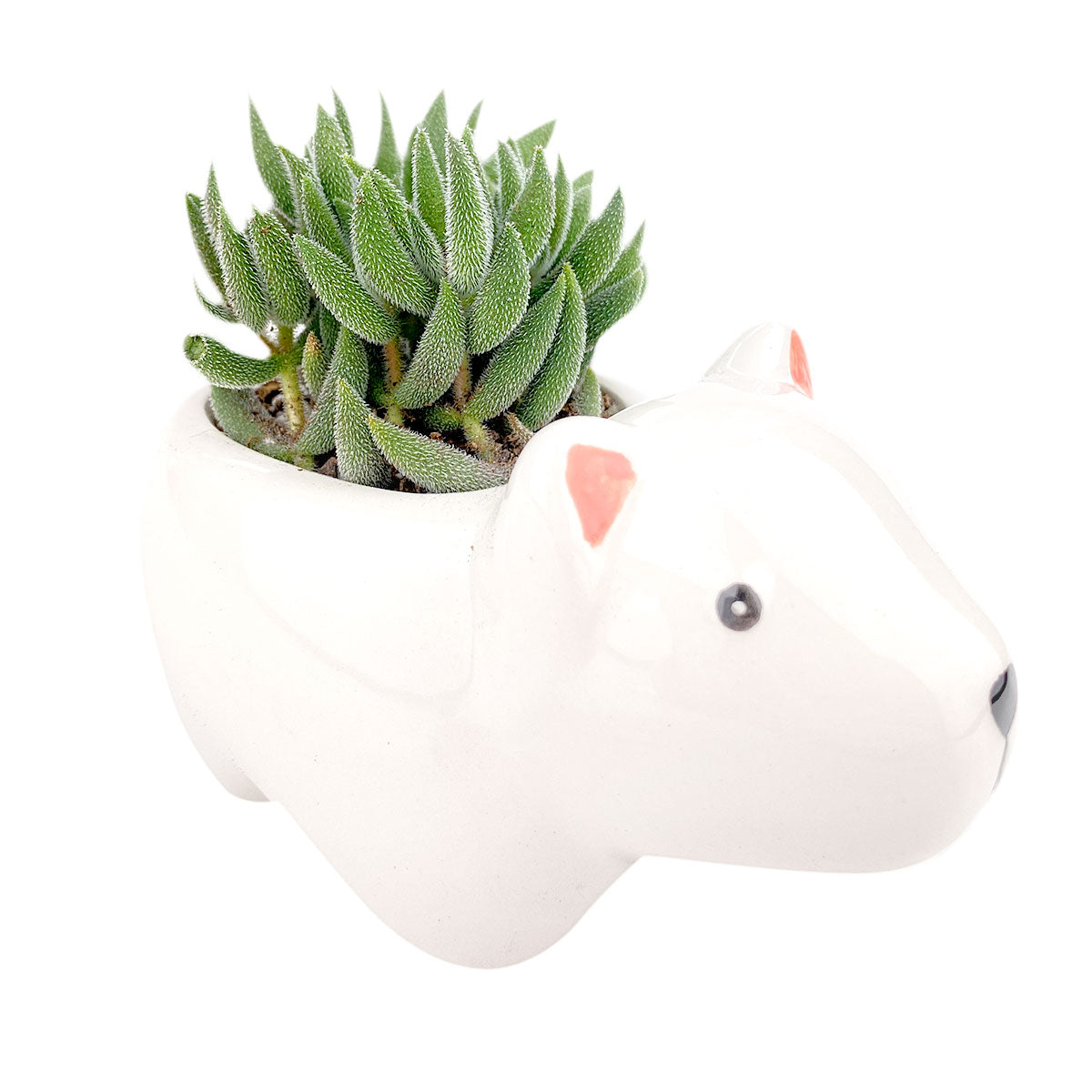 Ceramic Polar Bear Pot for sale, Cute Ceramic Succulent Pot, Polar Bear Planter Decor, Craft Supplies, Succulent Gift Ideas, Polar Bear Succulent Pot