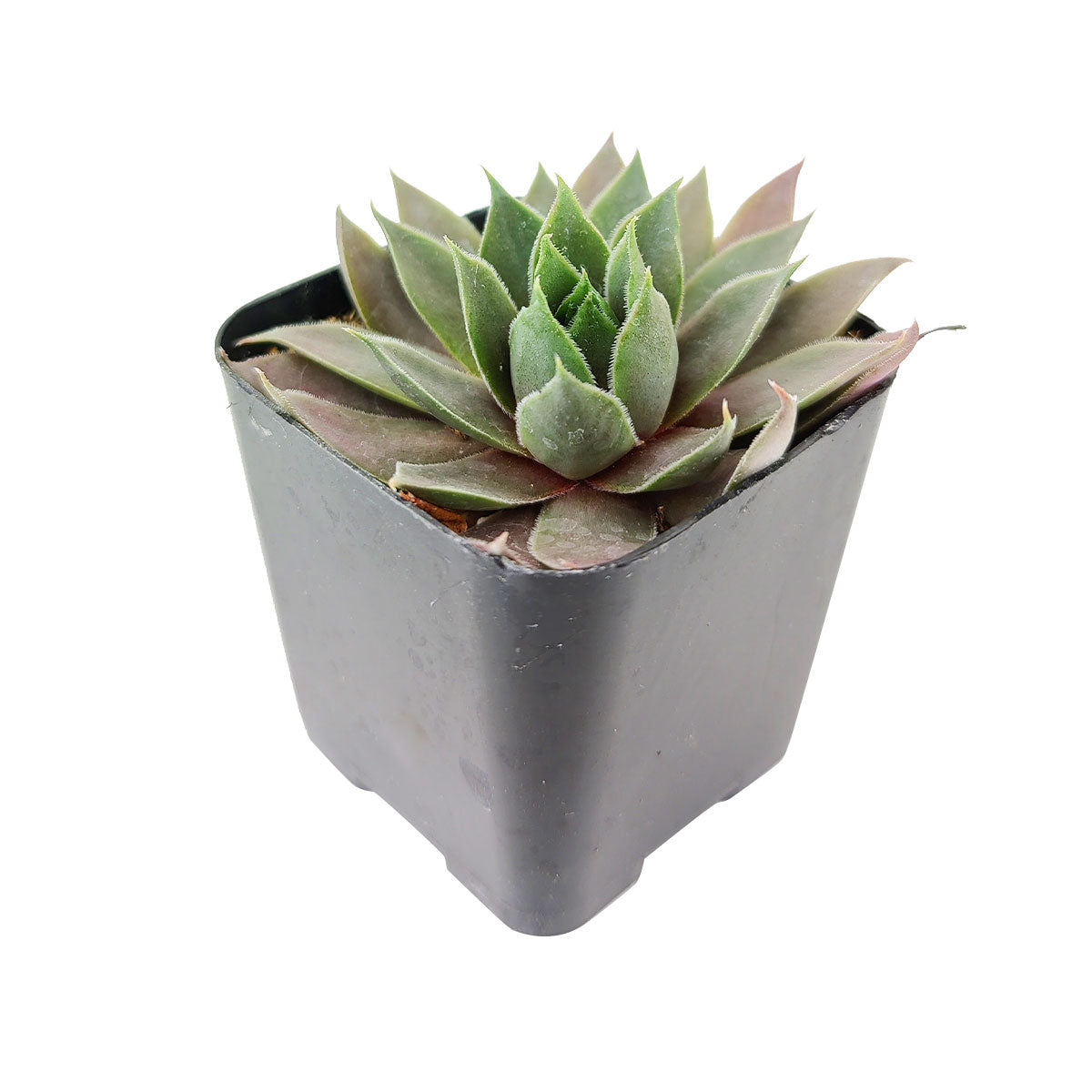 Sempervivum Pink Flamingo for Sale, Sempervivum Pink Flamingo succulent care, Sempervivum Pink Flamingo, Sempervivum Pink Flamingo plant, types of succulents, sempervivum, succulent definition, pink flamingo succulent, succulent care guide, Succulents shop near me, succulent care, succulents store in CA, succulents garden, succulent plant, monthly succulents, Sempervivum Pink Flamingo in California, How to grow Sempervivum Pink Flamingo