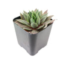 Sempervivum Pink Flamingo for Sale, Sempervivum Pink Flamingo succulent care, Sempervivum Pink Flamingo, Sempervivum Pink Flamingo plant, types of succulents, sempervivum, succulent definition, pink flamingo succulent, succulent care guide, Succulents shop near me, succulent care, succulents store in CA, succulents garden, succulent plant, monthly succulents, Sempervivum Pink Flamingo in California, How to grow Sempervivum Pink Flamingo