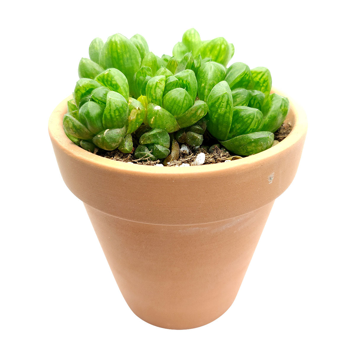 obtusa succulent Haworthia Cymbiformis Var. Obtusa Succulent Plant and Care Guide