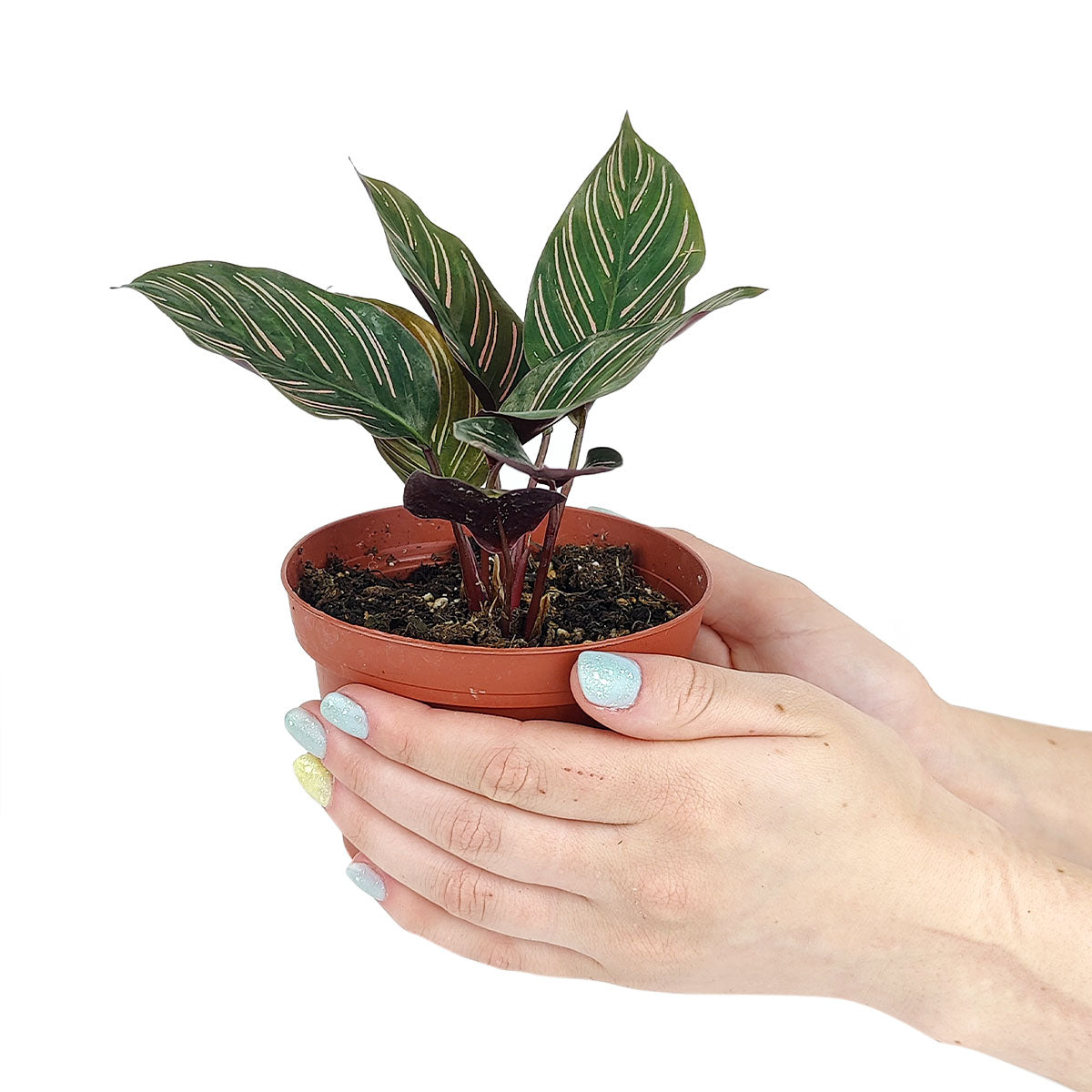  Calathea Ornata, best Calathea plants, best houseplant ideas, caring for Calathea Ornata, houseplants for better indoor air, buy plants online cheap
