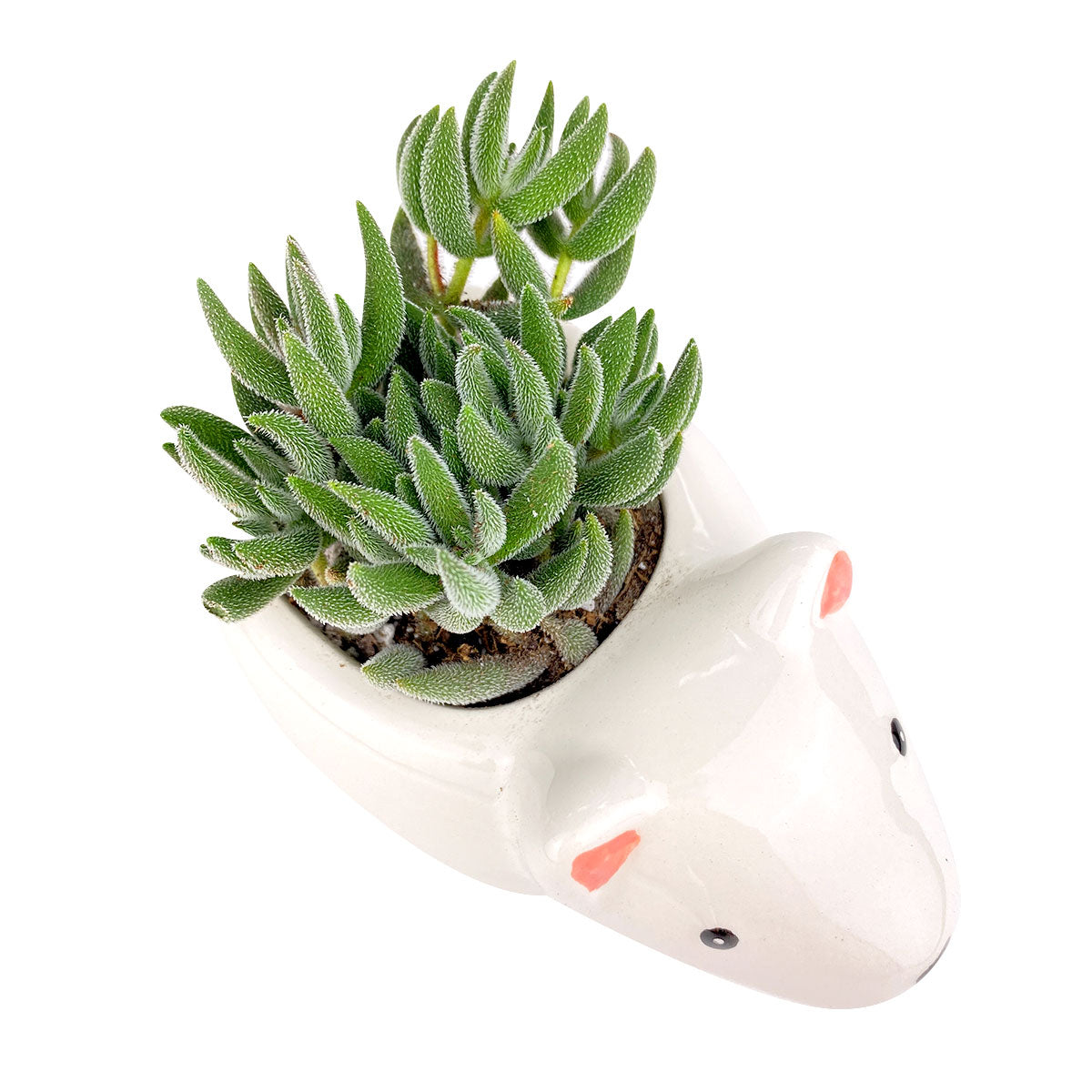 Ceramic Polar Bear Pot for sale, Cute Ceramic Succulent Pot, Polar Bear Planter Decor, Craft Supplies, Succulent Gift Ideas, Polar Bear Succulent Pot