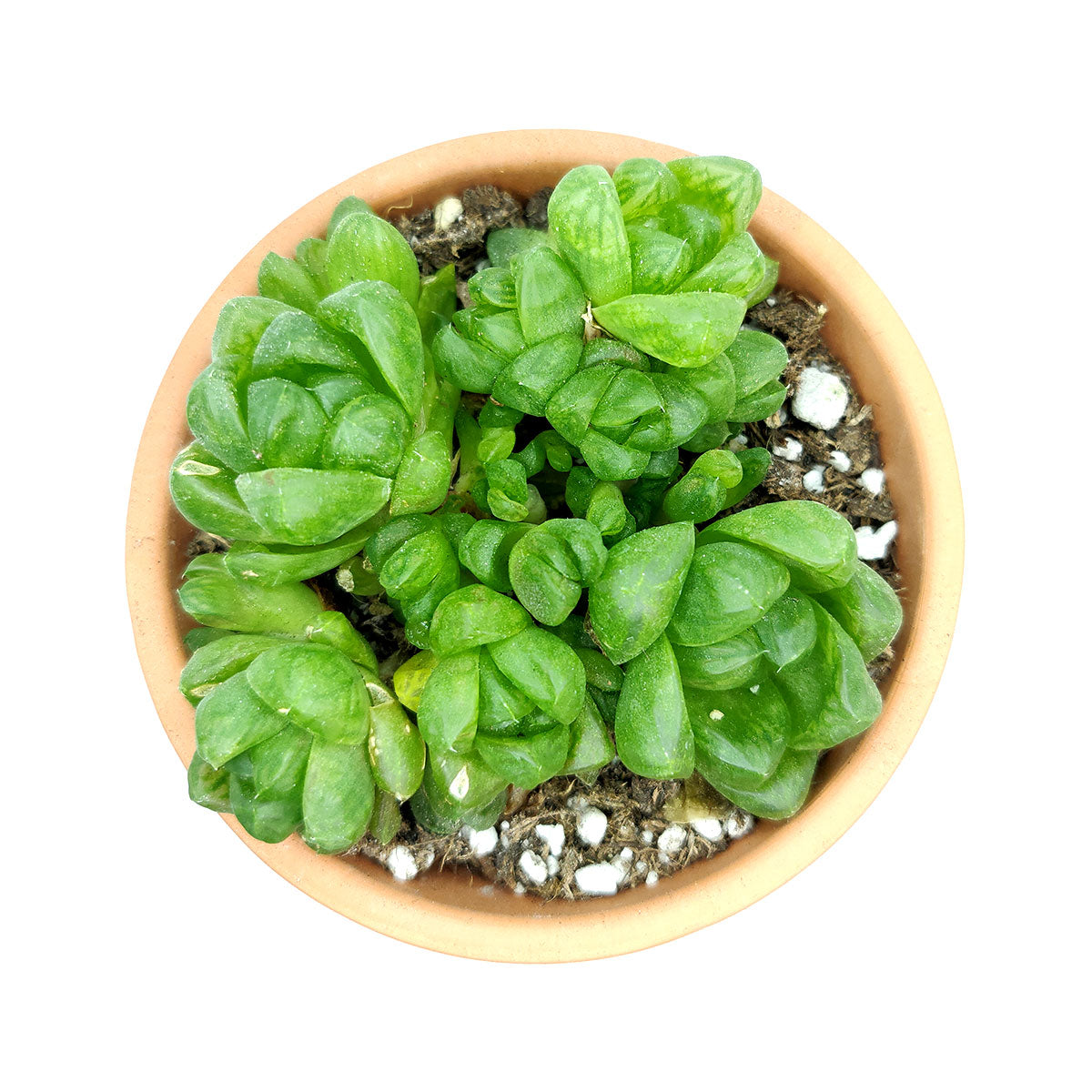 haworthia obtusa succulent Haworthia Cymbiformis Var. Obtusa Succulent Plant and Care Guide