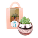 Plant Carrier bag, Paper Gift Bags with Handles for Birthday Party Favors, Wedding Gift Bag for Sale, Plant carrier gift bag, Craft packaging ideas, Wedding Thank You Gifts for Guests, Gift Packaging