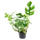 Rhaphidophora Tetrasperma, Monstera Minima, Philodendron Piccolo, mini Monstera, plant with fenestrated leaves, easy care air-purifying plant for homes and offices