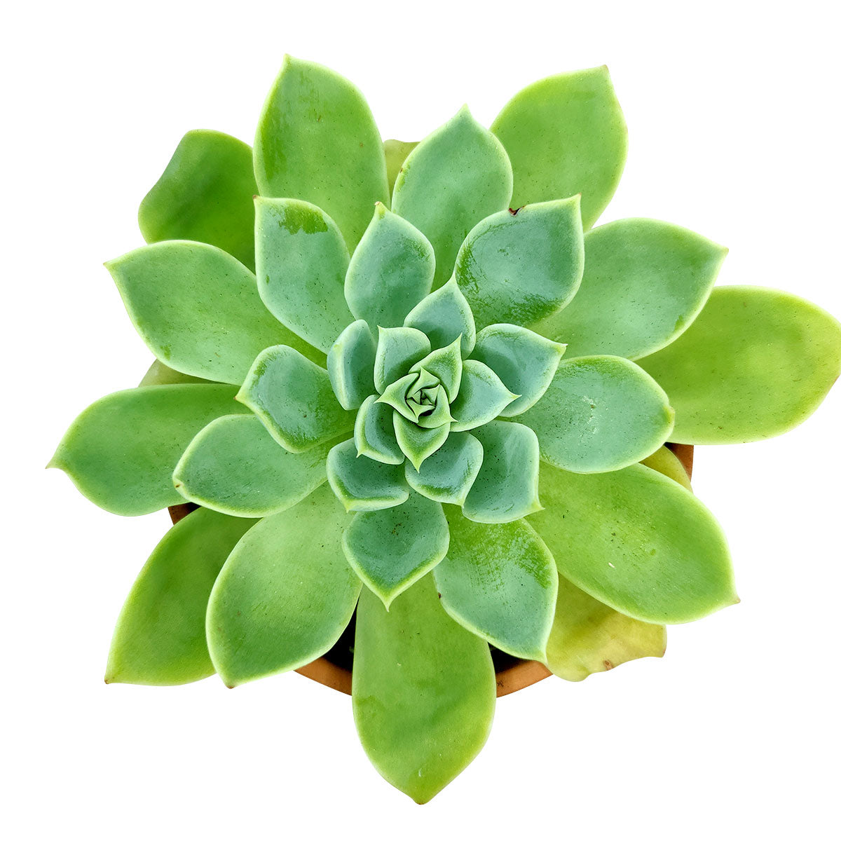 Echeveria Blue Atoll plant, Succulents shop near me, succulent care guide, Rare succulents, succulent care, monthly succulents, how to grow succulents, cactus, succulents store in CA, Echeveria Blue Atoll plant in California, How to grow Echeveria Blue Atoll plant, How to care echeveria succulents for thanksgiving, Easter echeveria gift, echeveria, echeveria succulent, echeveria types, succulent echeveria, buy succulents online, succulent shop, succulent store, echeveria plant,  indoor succulents