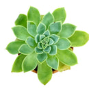 Succulents for thanksgiving, Thanksgiving succulents gift, Easter succulents idea,echeveria, echeveria succulent, echeveria types, succulent echeveria, buy succulents online, succulent shop, succulent store, echeveria plant, indoor succulents.