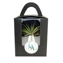 Wedding favor, succulent tray, succulent gift pack, succulents for weddings, rosette succulents, rosette succulent gift ideas, rosette succulent tray, rosette succulent species, rosette plants, rose succulents, wedding favor ideas, corporate gift ideas