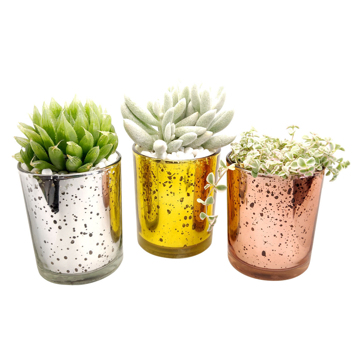 sparkle plant pots Silver Sparkly Pot | Succulent Pot for sale | Succulent Accessories