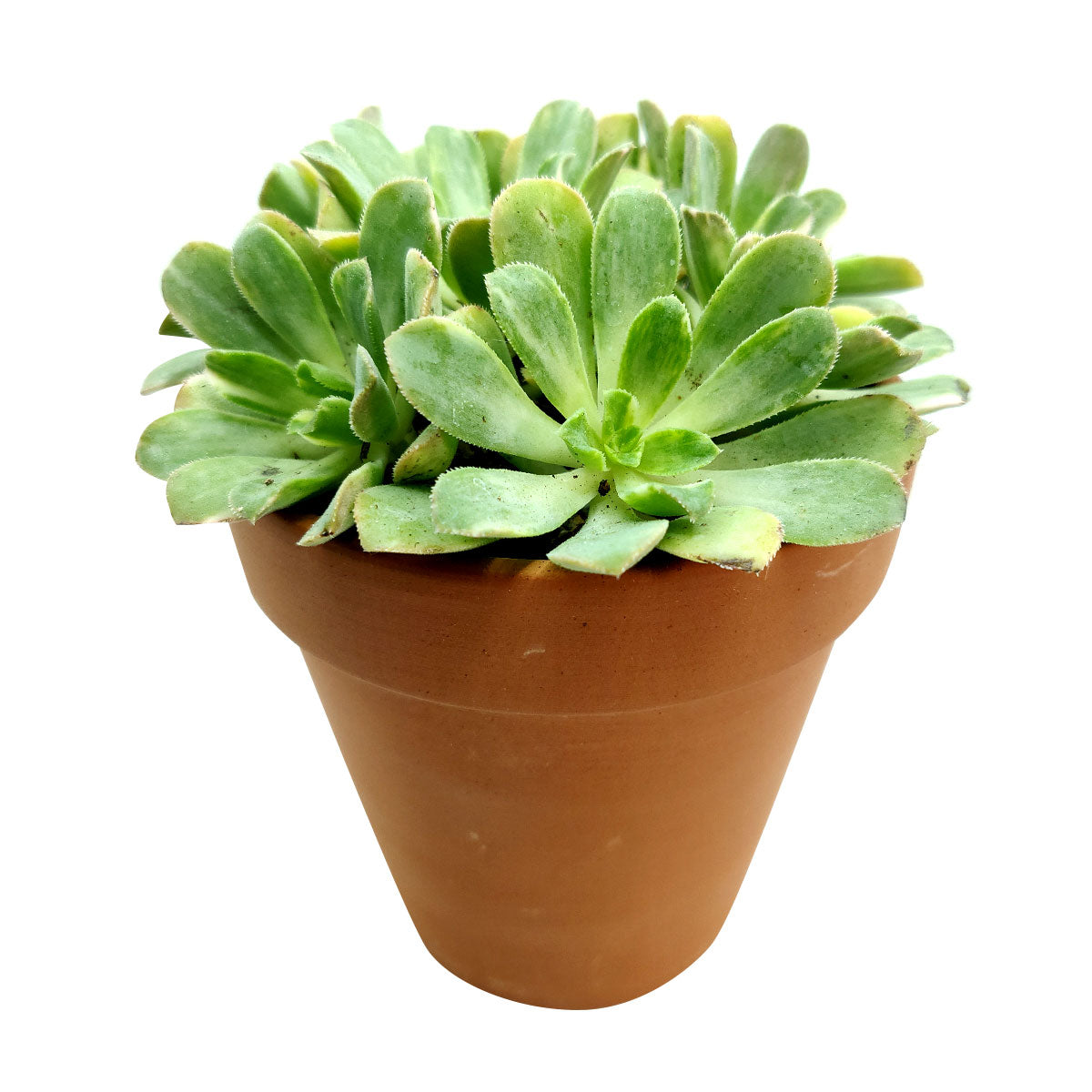 Aeonium Emerald Ice Bright Green Rosette Succulent for sale, How to grow and care for Aeonium Succulent Plant, Aeonium Emerald Ice Propagation, Premium Succulent Gift Box for any occasion, Aeonium Emerald Ice Succulent with care guide, Succulent &amp; Cactus for sale