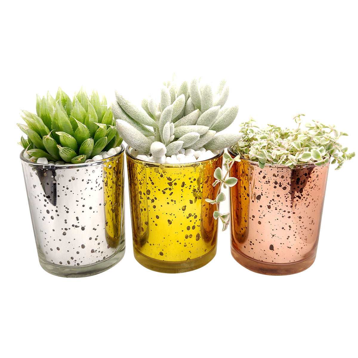 small silver pots for plants Silver Sparkly Pot | Succulent Pot for sale | Succulent Accessories