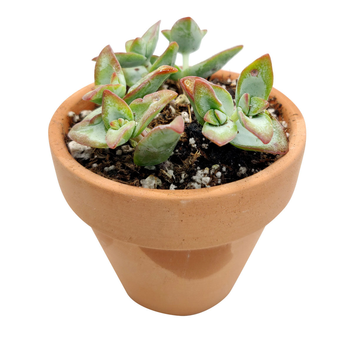 crassula high voltage care, succulents garden, cactus, how to grow succulents, succulent care tips, succulent care, succulent care guide, monthly succulents, succulents store in CA, crassula high voltage in California, How to grow crassula high voltage, crassula, crassula plant, crassula succulent, crassula types, crassula varieties, types of crassula, crassula species, crassulas, succulent crassula