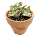 high voltage plant care, succulents garden, cactus, how to grow succulents, succulent care tips, succulent care, succulent care guide, monthly succulents, succulents store in CA, crassula high voltage in California, How to grow crassula high voltage, crassula, crassula plant, crassula succulent, crassula types, crassula varieties, types of crassula, crassula species, crassulas, succulent crassula