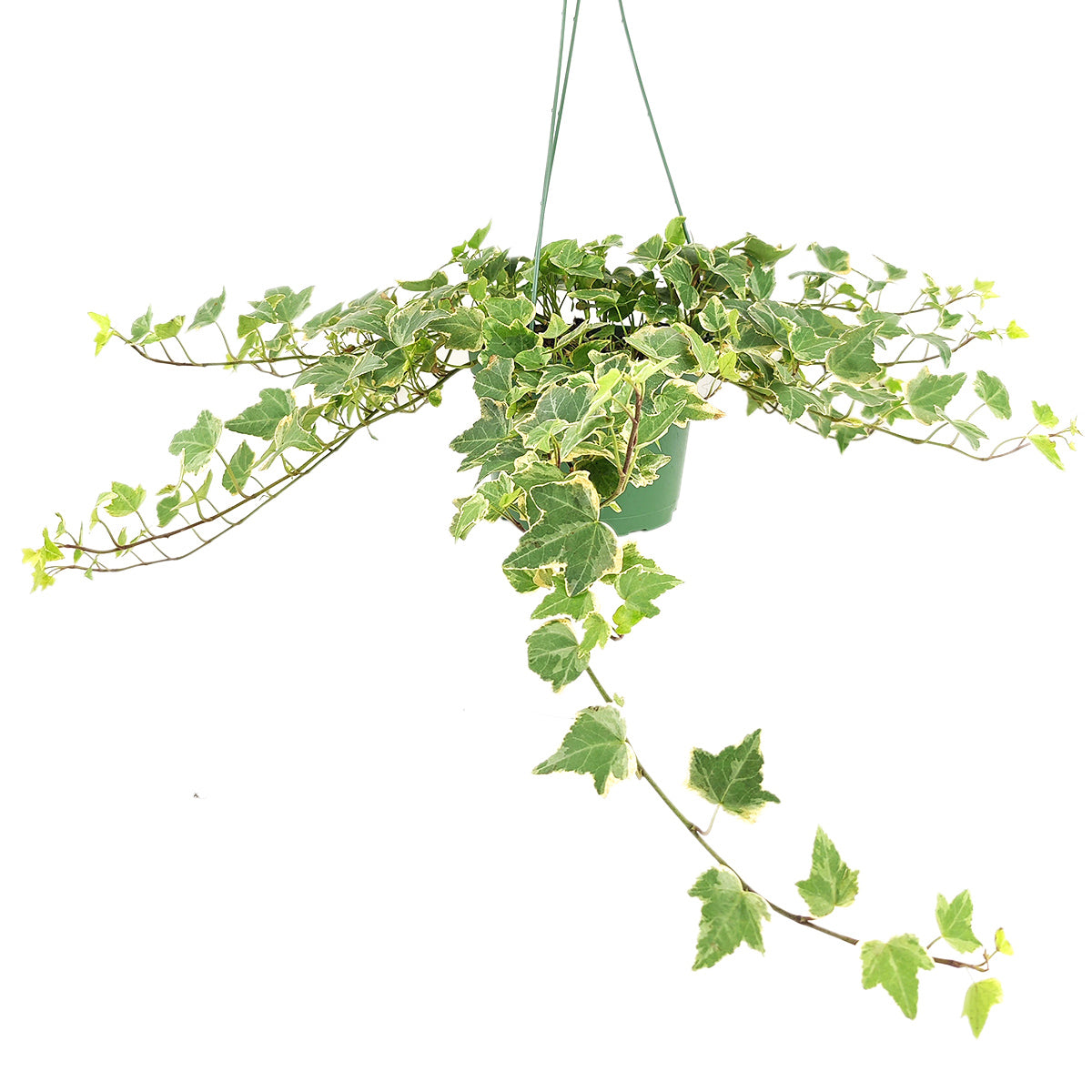 indoor ivy plants for sale Glacier English Ivy