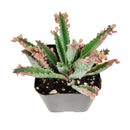 Mother of Thousands Kalanchoe