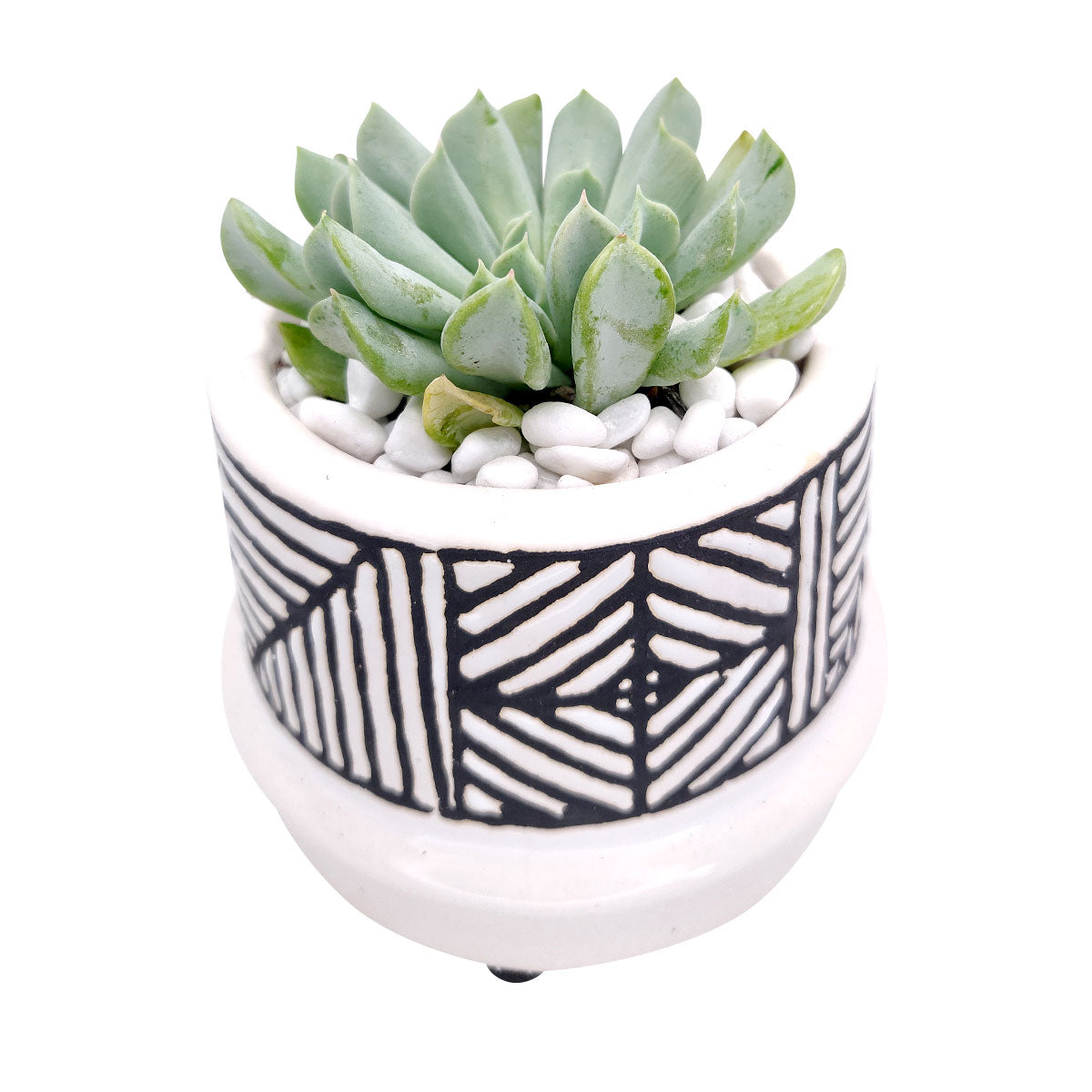 Tribal Geometric Ceramic Pot for sale, Pot for cactus and succulent, modern style home decor, flower pot for sale