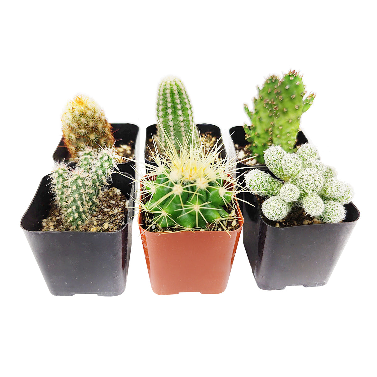 succulent walmart Cactus Pack 2 Succulents / Plastic Pot