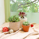 Buy carving terracotta pots online, Indoor outdoor planter pot for sale, Succulent clay pot with drainage hole and saucer