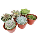 echeveria, echeveria types, buy succulents online, succulent shop, Radiant Rosette Collection of Live Succulent Plants, Wedding rosette succulents for sale, Buy asorted succulents for wedding favors, Types of rosette shaped succulents for wedding
