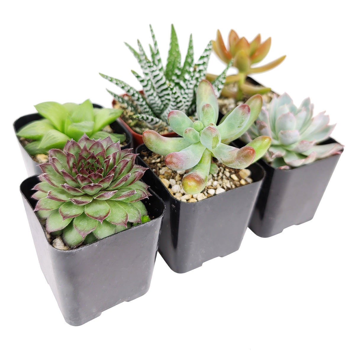 succulents not toxic to dogs Pet-friendly Succulent Pack