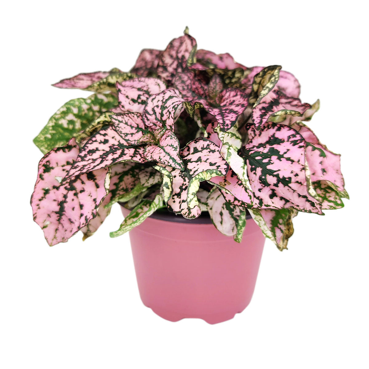 pink polka dot plant outdoors, pink polka dot splash plant, hypoestes &#39;pink&#39;, hypoestes pink splash care, hypoestes pink plant, pink hypoestes care, how to take care of pink polka dot plant