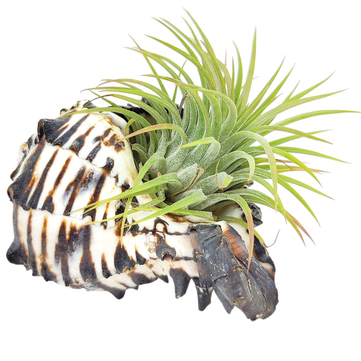 air plant in seashell Seashell Air Plant Holder | Air Plant Care