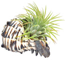 Air plant pots for sale, air plant accessories for sale, air plant gift decor ideas, Air plant holder, seashell air plant holder