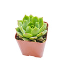 Echeveria Ramillette Succulent Plant, Mexican Hens and Chicks, Apple Green Rosettes, Buy Succulents Online, Shop Succulents in California, Succulents Home Decor, Types of Echeveria Succulents, Easter echeveria gift, Echeveria gift for thanksgiving, echeveria, echeveria succulent, echeveria types, succulent echeveria, buy succulents online, succulent shop, succulent store, echeveria plant, indoor succulents