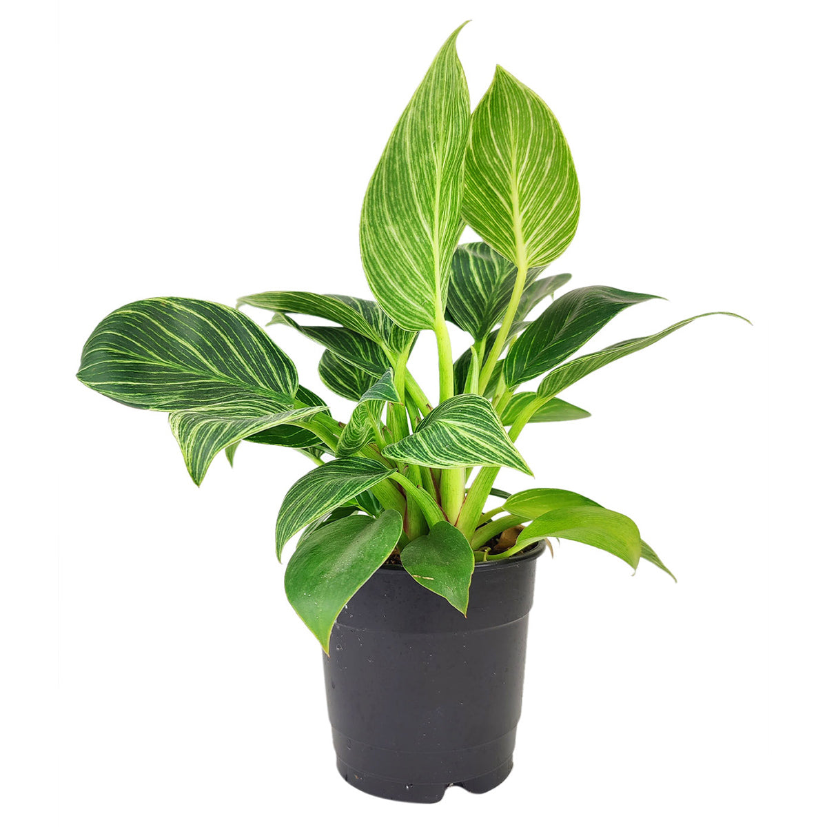 philodendron birkin varieties 6" Philodendron Birkin – Lush Variegated Houseplant for Home Decor by Succulents Box