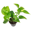 Golden Pothos, air-purifying houseplant, plants recommended by NASA for cleaning indoor air, care tips for growing golden pothos