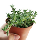 String of Dolphins Plant for sale, Senecio Peregrinus Succulent for sale, Dolphins Necklace Plant, Rare Succulents, Trailing Hanging Plant, Dolphins Succulent with Care Guide