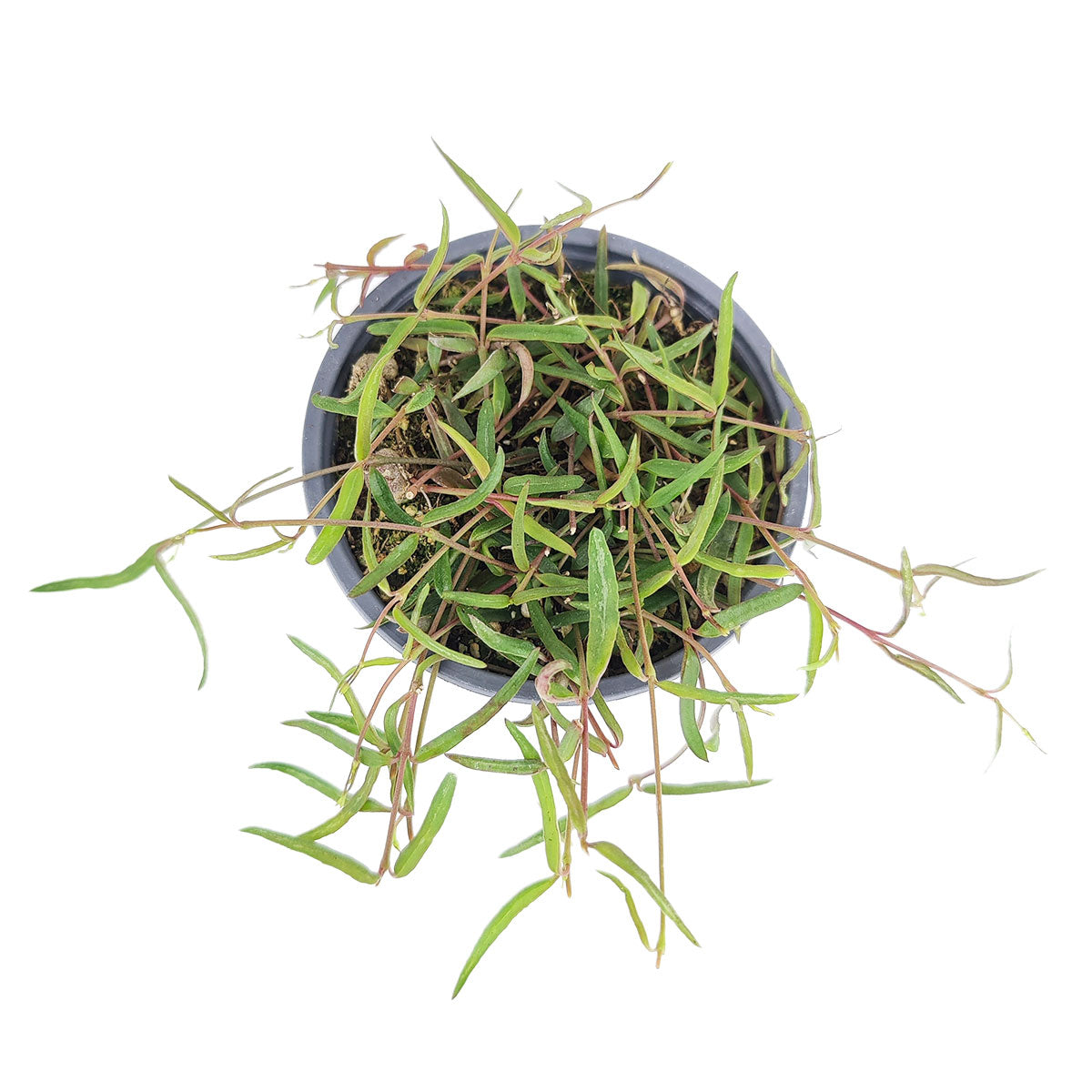 Ceropegia Linearis String of Needles