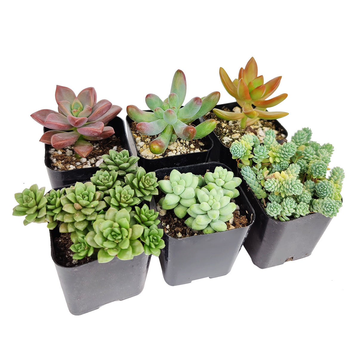 Live Sedum Assorted Pack for sale, A Variety of Healthy Live Sedum Succulent Plant, Colorful Sedum Gift Ideas, How to care for Sedum Succulent, How to grow Sedum Succulent Indoor, Sedum, Sedum succulent, Sedum types, succulent Sedum, buy succulents online, succulent shop, succulent store, Sedum plant, indoor succulents