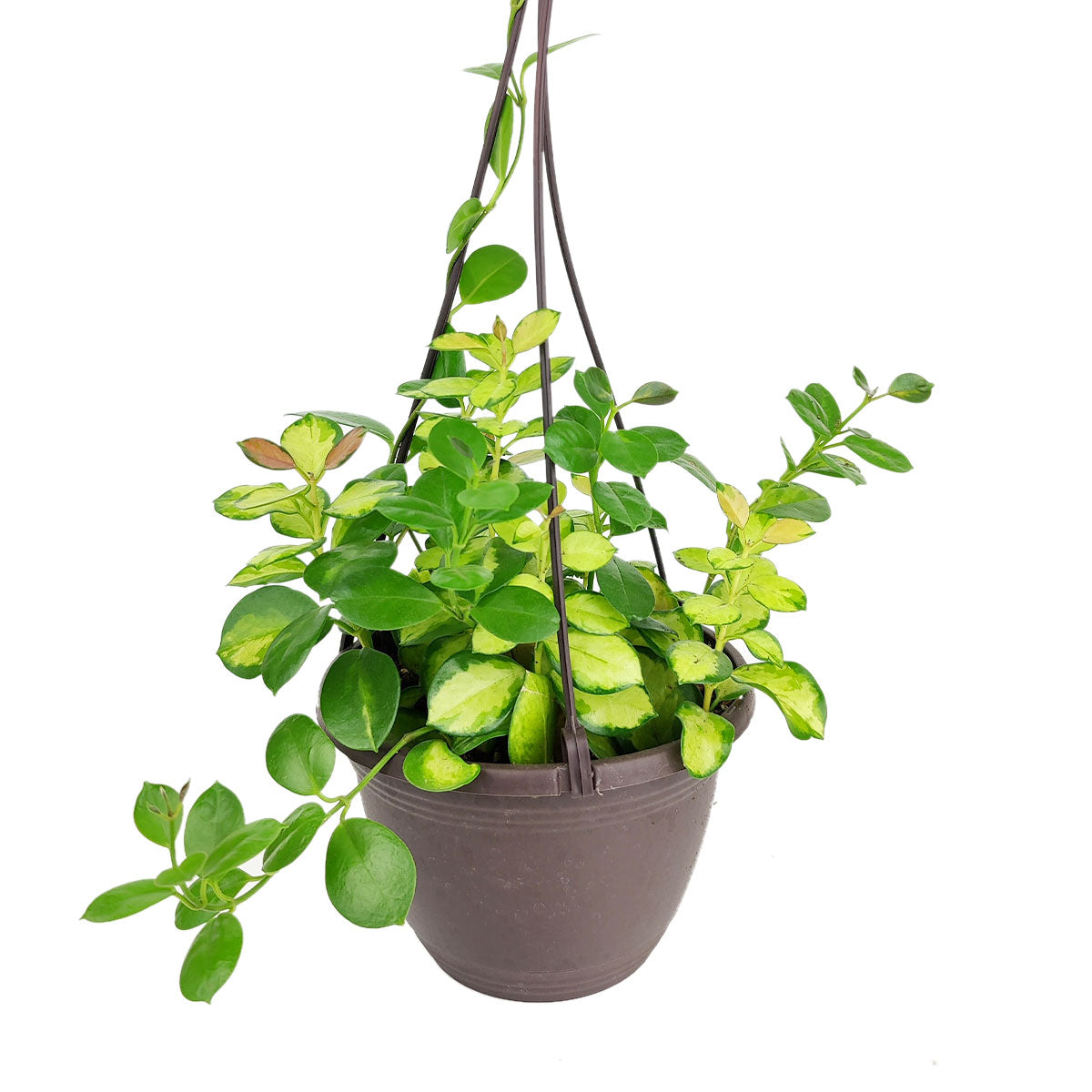 Hoya Australis Lisa, variegated Hoya, Hoya Lisa in a hanging basket, trailing houseplant