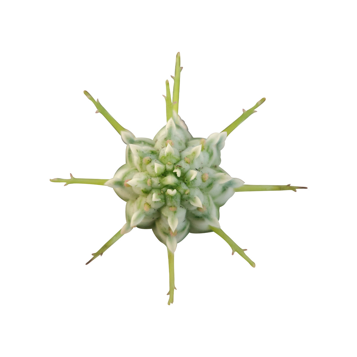 corn cob succulent Euphorbia Mamillaris Variegated (Corn Cob Cactus)
