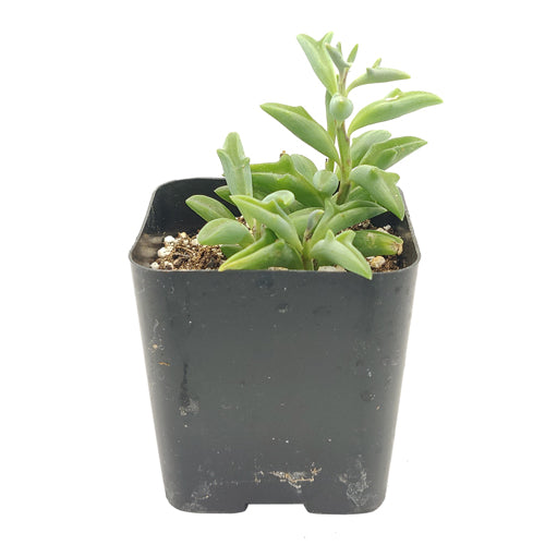 String of Dolphins Plant for sale, Senecio Peregrinus Succulent for sale, Dolphins Necklace Plant, Rare Succulents, Trailing Hanging Plant, Dolphins Succulent with Care Guide, How to grow String of Dolphins Plant, How to care String of Dolphins Succulent, Indoor Succulent Plant, Outdoor Succulents, Succulent Gift Box for Sale, string of dolphins plant for sale