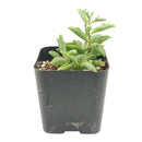 String of Dolphins Plant for sale, Senecio Peregrinus Succulent for sale, Dolphins Necklace Plant, Rare Succulents, Trailing Hanging Plant, Dolphins Succulent with Care Guide