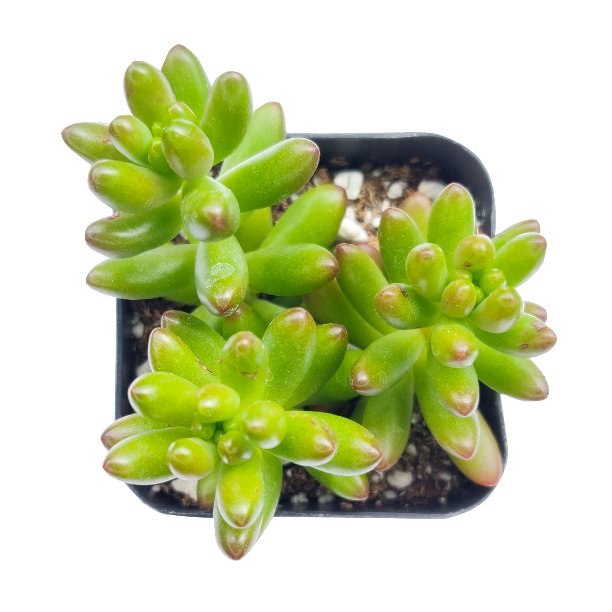 jelly bean succulent toxic Aurora Pink Jelly Bean Sedum