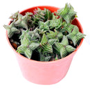 How to grow Crassula pagoda village, crassula, crassula plant, crassula succulent, crassula types, crassula varieties, types of crassula, crassula species, crassulas, succulent crassula