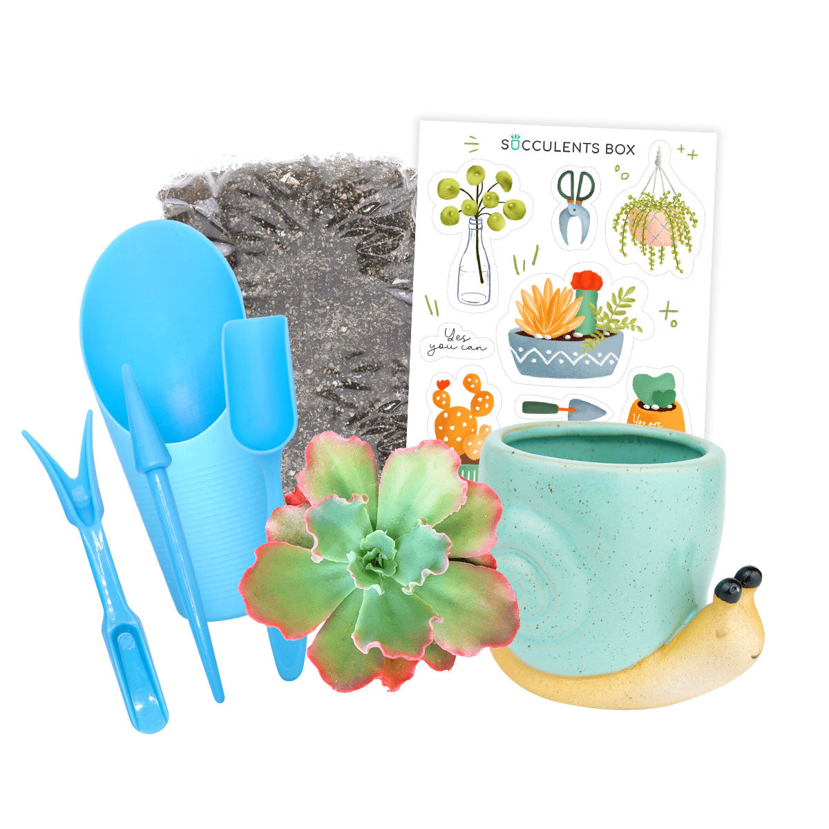 succulent planting kit Kid-friendly Succulent Kit (tools + 4" plant) | Kids DIY Garden Kit | At Home Activities