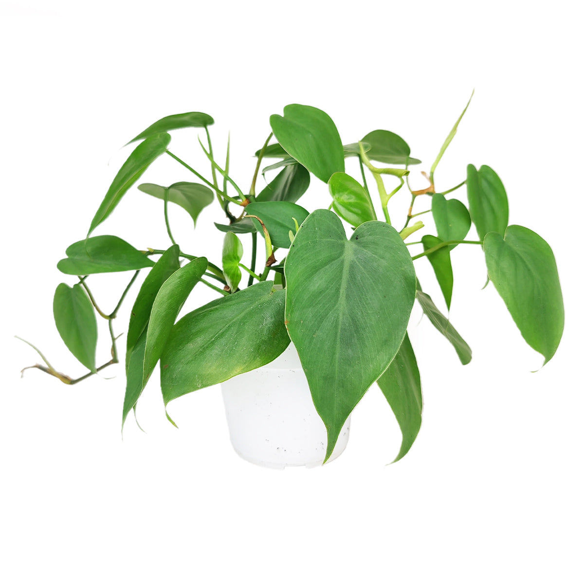heartleaf philodendron online Philodendron Cordatum | Heartleaf Vining Houseplant