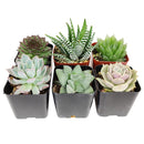 Best Succulents Pack for Beginners, Real Live Potted Succulents, Succulent Plants for beginners, Succulents Pack for sale, Assorted succulents for sale
