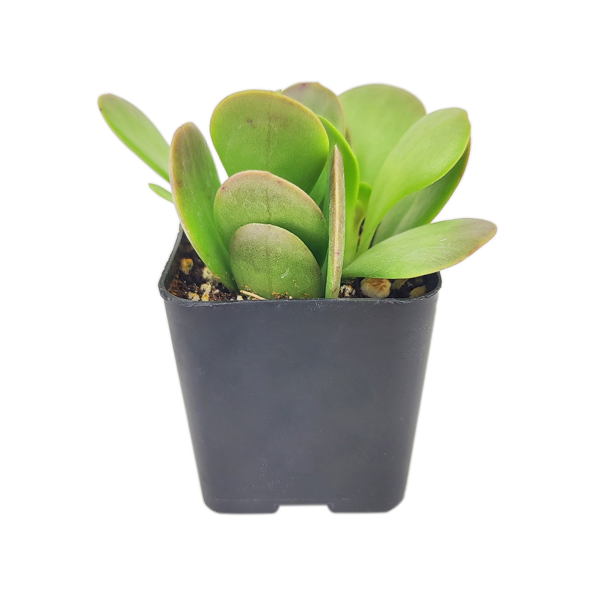 trailing jade plant buy Trailing Jade Senecio Jacobsenii